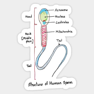 Human Sperm Colourful Cute Accurate Sticker